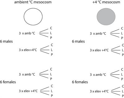 Temperature-Dependent Reproductive Success of Stickleback Lateral Plate Morphs: Implications for Population Polymorphism and Range Shifts Under Ocean Warming